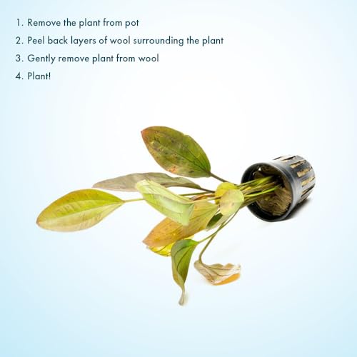 SubstrateSource Echinodorus Ozelot Sword Live Plant for Freshwater Aquariums, Natural Fish Tank Decorations, and Aquatic Decor (1 Pot (2-3 Plants)) - color: Ech. Ozelot, size: 1 Pot