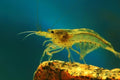 Swimming Creatures™ Freshwater Aquarium Shrimp - A Perfect Combo to Brighten Your Aquarium! (10 Premium Lemon Amano)