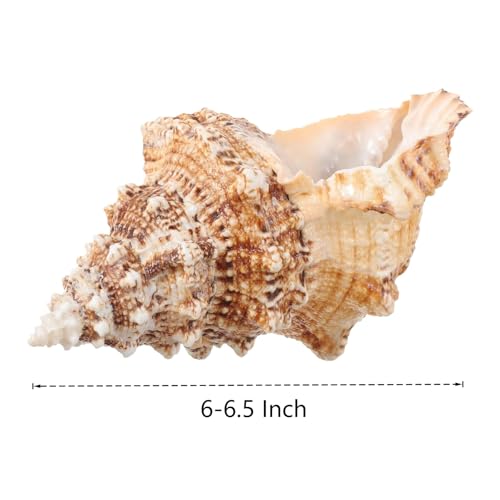 Giant Natural Conch Shell, Frog Seashell 7-8 inches, Large Sea Shell for Vase Filler, Air Plants, Home Decor, Wedding Decor and Beach Theme Party