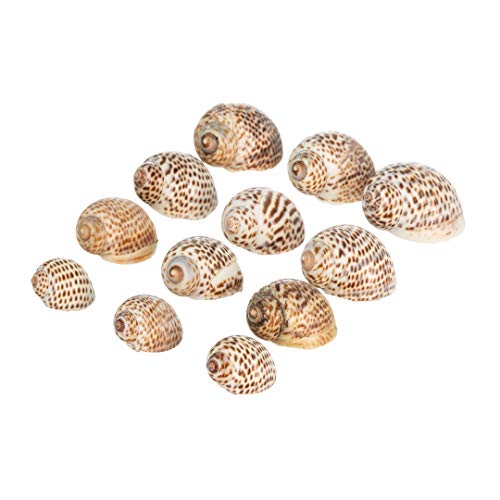 Hermit Crab Shells | Turbo Shells | 12 Natica Tigrina Turbo Shells 1/2"- 1.5" | Hermit Crab House for Décor | Plus Free Nautical eBook by Joseph Rains