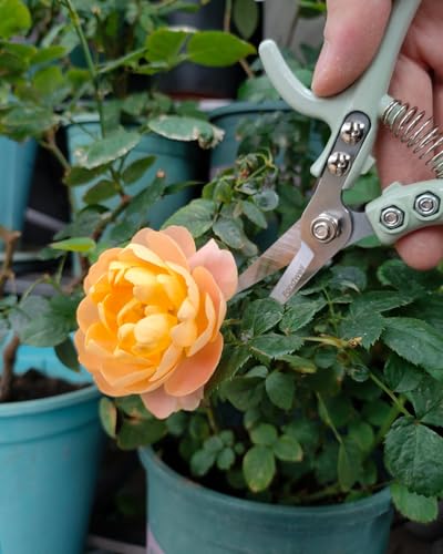 Fondwell 6" Pruning Shears Garden Scissors: Ultra Sharp Garden Clippers - Reliable Flower Snips for Trimming Small Plants - style: 6" Straight