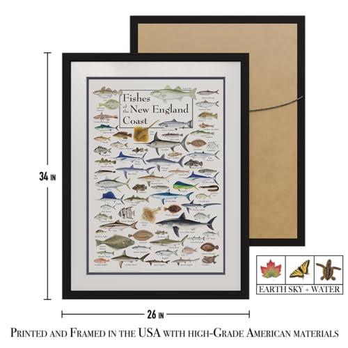 Earth Sky + Water - Fishes of the New England Coast - Double-matted Posters with Black Frame - color: Black Frame