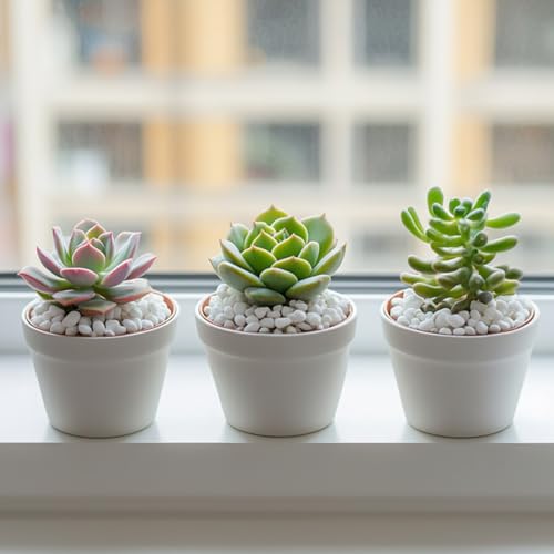 Sukh White Pebbles for Succulent and Cactus - 420G 1/5 Inch Succulent Cactus Gravel Pebbles,Natural Decorative Polished River Stones,Small River Rocks for Outdoor Gardening,Vases,Landscaping,Fish Tank