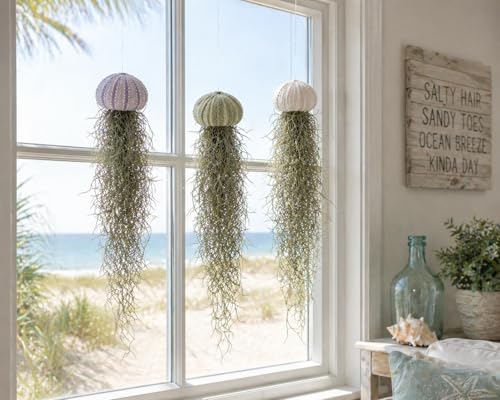 Jellyfish Spanish Moss Air Plant - Live Plant - Hanging Sea Urchin (Set of 3 Small Urchins) - size: Set of 3 Small Urchins