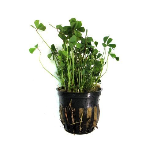 Potted Dwarf Four Leaf Clover - Easy Carpet Aquarium Plant by West Coast Aquatics