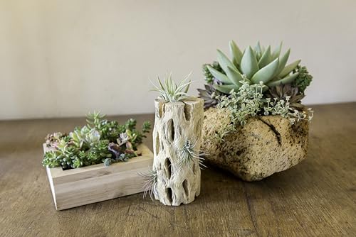 SuperMoss Cholla Wood 6" Terrarium Aquariam Decoration or Plant Succulant Airplants 3pk