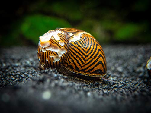 Aquatic Arts 20 Live B-Grade Nerite Snails | Freshwater Aquarium Control / Clearer | Safe in Tetra/Guppy/Betta Tanks - size: 20-SNAILS