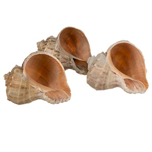 Hermit Crab Shells | Shells for Hermit Crabs | 3 Rapana Shells 2"-3" | Opening Size Approx. 1.75"-2" | Hermit Crab House for Décor | Plus Free Nautical eBook by Joseph Rains - color: 3 Rapana