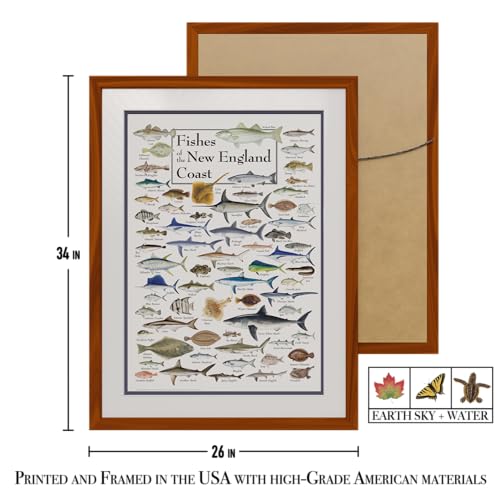 Earth Sky + Water - Fishes of the New England Coast - Double-matted Posters with Honey Frame - color: Honey Frame