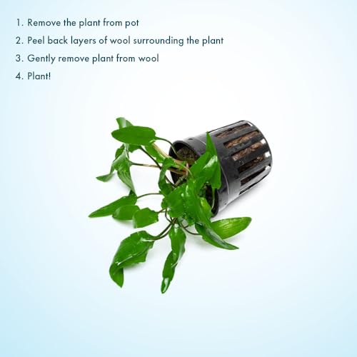 SubstrateSource Cryptocoryne Live Aquarium Plants - Freshwater Plant for Aquariums, Planted Fish Tanks - Beginner Friendly (Wendtii Green, 5 Pots (20-25 Plants)) - color: Wendtii Green, size: 5 Pots