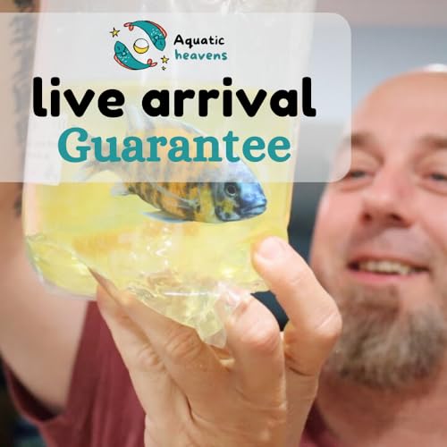Black Belt Cichlid 1,5" Juveniles (2 Fish Pack) - Live Fish for Aquarium Exotic Freshwater Live Fish, Live Aquarium Fish, Live Fish