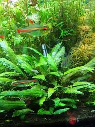 Marcus Fish Tanks - Cryptocoryne Wendtii Green Crypt Wendtii Easy Live Aquarium Plants for Aquatic Freshwater Fish Tank B2 GET 1