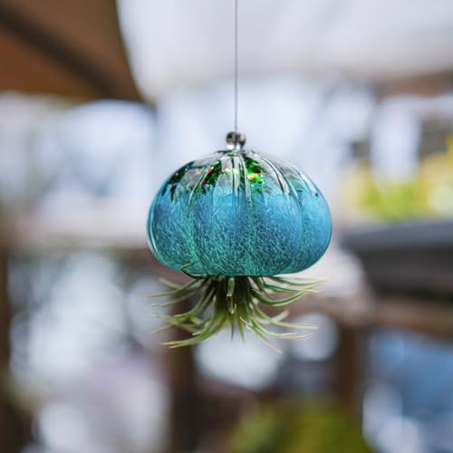 H&D HYALINE & DORA Handmade Blown Glass Hanging Jellyfish Air Planter for Live Succulent Air Plants (No Plants) - color: Jellyfish-sea Blue