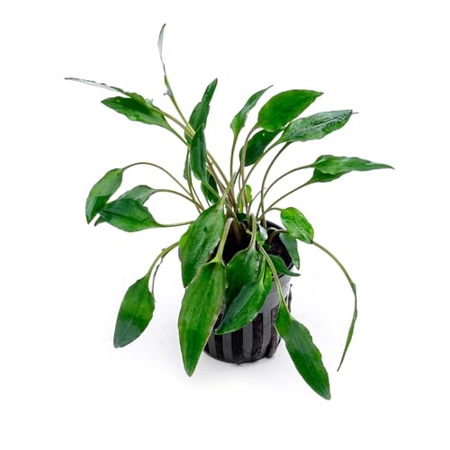 SubstrateSource Cryptocoryne Live Aquarium Plants - Freshwater Plant for Aquariums, Planted Fish Tanks - Beginner Friendly (Undulata, 1 Pot (3-5 Plants)) - color: Undulata, size: Pot