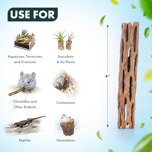 SubstrateSource Natural Cholla Wood - Driftwood for Aquariums, Air Plant Base, Hermit Crab and Freshwater Shrimp Hideout, Fish Tank Decoration, Chinchilla Chews, Reptile Habitat Wood - 6 Inch, 2pc - size: 6 inch (Pack of 2)