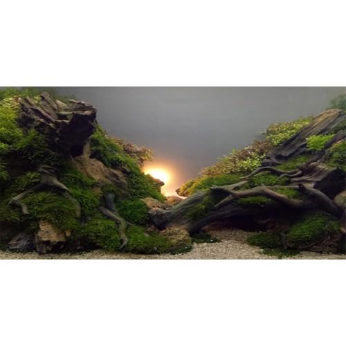 AWERT River Bed & Lake Aquarium Background Sunshine Aquatic Plant Fish Tank Background Vinyl 30x18 inches - size: 30x18in/75x45cm