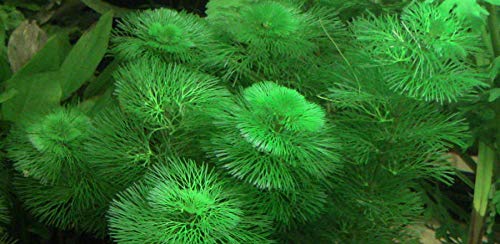 3X Green Cabomba Caroliniana Live Aquarium Plants for Aquatic Freshwater Fish Tank