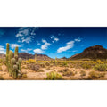 AWERT 36x24 inches Reptile Habitat Background Blue Sky Oasis Cactus Desert Terrarium Background Vinyl - size: 36x24in/90x60cm