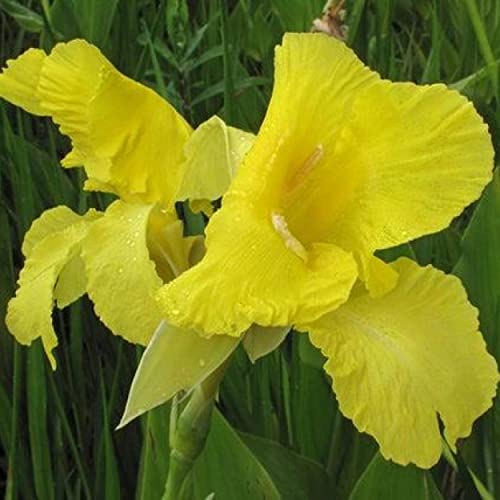 Canna 'Golden', a Great Live Pond Plant for Your Water Garden. Filters koi and Goldfish Ponds. Good for Bogs, Plant Shelf or Shallow Water This marginal Aquatic is a Real Beauty - color: Canna 'Golden'