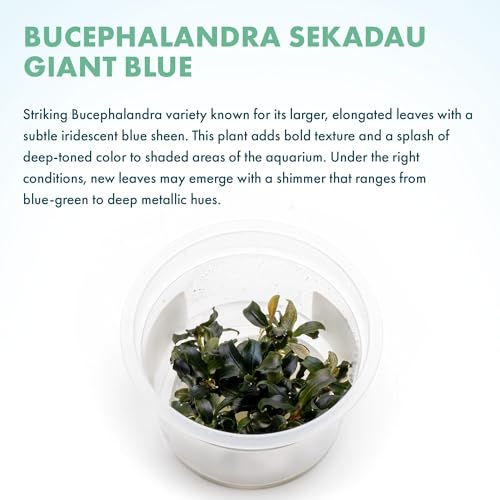 SubstrateSource Live Plants - Bucephalandra sp. 'Sekadau Giant Blue - Low to Moderate Light, Deep Green with Blue Shimmer, Midground, Intermediate Difficulty - Tissue Culture, 1 Pack - color: Bucephalandra Sekadau Giant Blue
