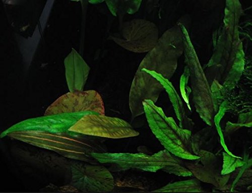 (Crytocoryne Wendtii Green Gecko) Live Aquarium Plants in Tissue Culture Cup Anubias, Cryptocoryne, Bucephalandra, Piptospatha Ridleyi and More 100% Pest Snail and Algae Free