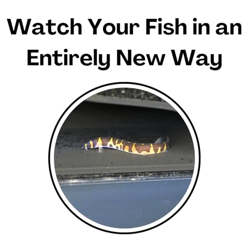 Lucky Critter Aquarium Underground Tunnel Cave Natural Curve | Viewing Fish & Shrimp Under Gravel Tunnel | Fish Tank Decor Decoration Hideout Perfect for Corydora Catfish, Kuhli Loach, Pleco - color: Black