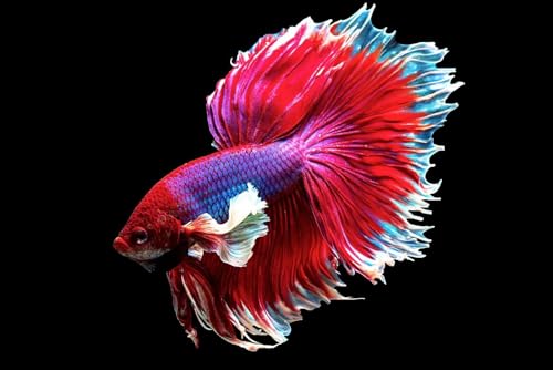 1mm - 1/32" Floating Pellets for Bettas, Siamese Fighting Fish, Guppies, Tetras, Live Bearers, Baby Koi, All Smaller Tropical and Pond Fish...WL 8oz Sm Jar