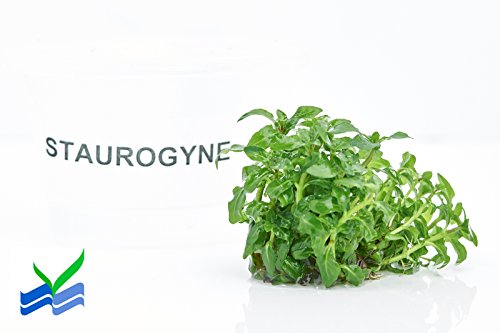 Staurogyne Repens Tissue Cultured - Foreground Aquarium Plant