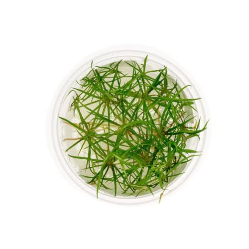 SubstrateSource Live Plant - Echinodorus tenellus 'Micro' - Foreground Rosette for Carpeting, Snail-Free in Vitro Aquarium Plant - Tissue Culture - color: Echinodorus Tenellus Micro