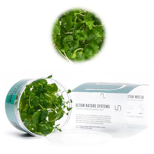 Ultum Nature Systems Cardamine Lyrata Vietnam Tissue Culture Live Plant for Aquarium, Aquascape, Freshwater Fish Tanks - 100% Snail Free in Vitro - color: Cardamine Lyrata Vietnam