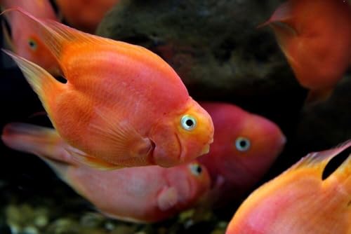 Ultra Intense Color Enhancing with a 10-Day Color Change, 1.5mm - 2mm Floating Pellets for Cichlids, Discus, All Baby and Small Tropical Fish & Pond Fish...1/2-lb Bag - size: 8 Ounce (Pack of 1)