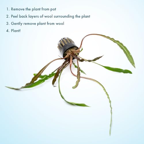 SubstrateSource Live Plants - Crypt Spiralis Tiger (Cryptocoryne spiralis 'Tiger') - Low to Medium Light, Green-Brown Color Aquatic Plant, Background Placement - Rosette Growth - Pot, 1 Pack - color: Spiralis Tiger, size: Pot