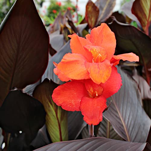 Chalily Canna ‘Australia’, a Great Live Pond Plant for Your Water Garden. Filters The koi and Goldfish Pond. Good for Bogs, Plant Shelf or Shallow Water This marginal Aquatic is a Real Beauty - color: Canna 'Australia'