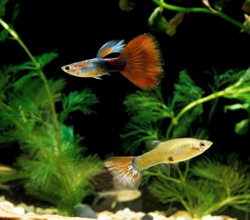 1mm - 1/32" Floating Pellets for Bettas, Siamese Fighting Fish, Guppies, Tetras, Live Bearers, Baby Koi, All Smaller Tropical and Pond Fish...WL 8oz Sm Jar