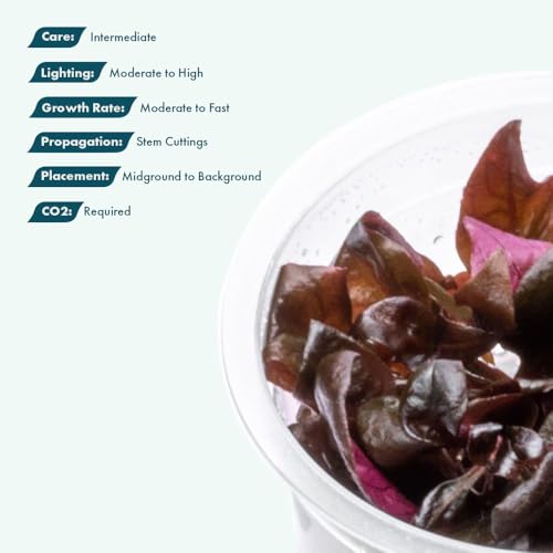 SubstrateSource Live Plants - Purple Scarlet Temple (Alternanthera lilacina) - Moderate to High Light Reddish Purple Stem Plant for Midground to Background Aquascapes - Tissue Culture Cup - color: Alternanthera Reineckii Lilacina Red Stem