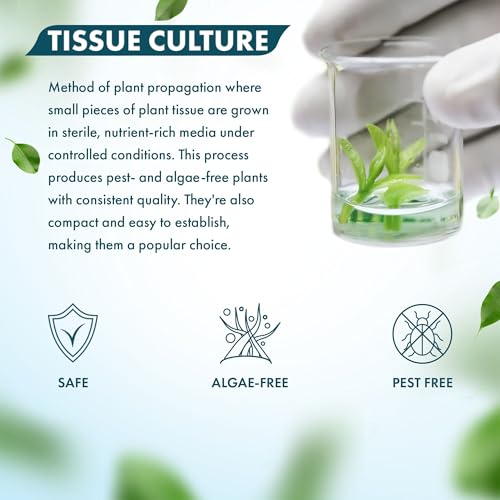 SubstrateSource Live Plants - Kirindoya Brown Crypt (Cryptocoryne thwaitesii 'Kirindoya') - Low to Moderate Light, Olive-Brown Accent, Midground Placement - Rosette Growth - Tissue Culture - 1 Pack - color: Cryptocoryne Thwaitesii Kirindoya Brown