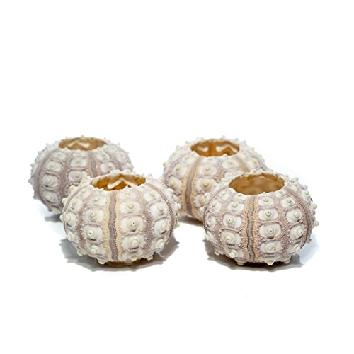 Nautical Crush Trading Sea Urchins Shells for Air Plants - 4 Purple Sputnik (1.5-3") Sea Urchin Shells - Hanging Air Plant Holder - Air Plants Live Holders - Air Plant Pot - No Plants Included - size: 4 Pack