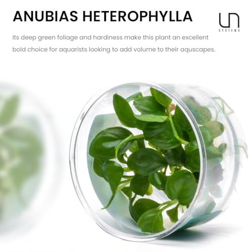 Ultum Nature Systems Anubias Heterophylla Tissue Culture Live Plant for Aquarium, Aquascape, Freshwater Fish Tanks - 100% Snail Free in Vitro - color: Anubias Heterophylla