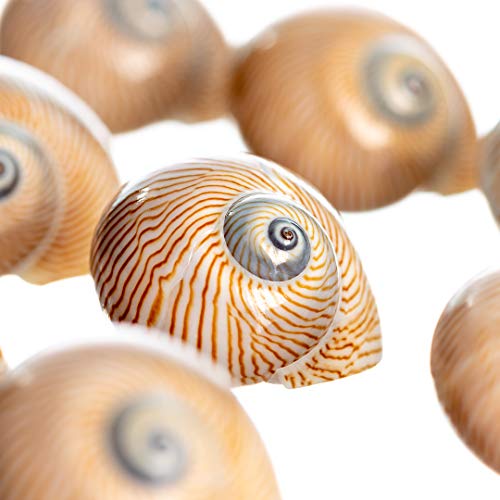 Hermit Crab Shells | Turbo Shells | 12 Natica Lineata Shells 3/4"- 1.5" | Hermit Crab House for Décor | Plus Free Nautical eBook by Joseph Rains