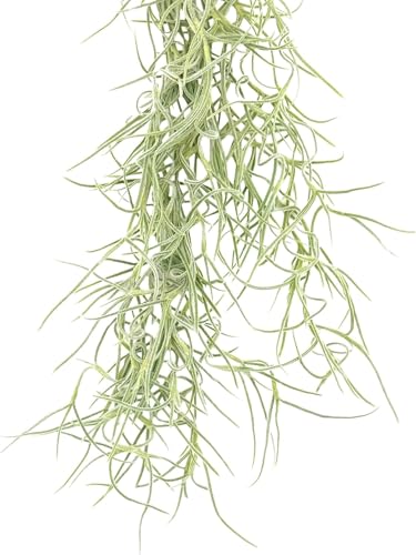 ragnaroc Tillandsia Usneoides ‘Thick-Colombian Spanish Moss’ - ragnaroc Indoor Tropical Plant 16” / 1 oz - Live Arrival Guaranteed - Live Air Plant & House Plants for Home Decor & Gift - size: 1 Oz