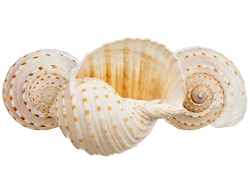 Hermit Crab Shells | Shells for Hermit Crabs | 3 Spotted Tonna Shells 2"-2.5" | Opening Size Approx. 1.75"-2" | Hermit Crab House for Décor | Plus Free Nautical eBook by Joseph Rains - color: 3 Spotted Tonna 2-2.5"