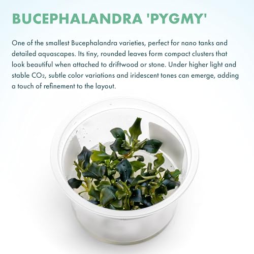 SubstrateSource Live Plants – Bucephalandra 'Pygmy' (Bucephalandra sp. 'Pygmy') – Low to Moderate Light, Deep Green Iridescent Color, Foreground to Midground, Rhizome – Tissue Culture, 1 Pack - color: Bucephalandra 'Pygmy'