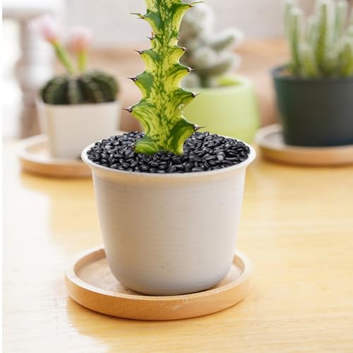 Pulovin 5 lbs Black Pebbles for Indoor Plants, Succulent, Bamboo, Vase, 3/8" Plant Rocks for Pots Indoor, Small River Rocks Decorative Pea Gravel, Highly Polished - color: Black