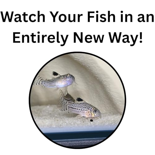 Aquarium Corner Underground Cave Natural Mangrove Tree | Viewing Fish Under Gravel Tunnel Hide | Fish Tank Hideout Decor Decoration Enrichment for Corydora Catfish, Loaches, Pleco, Betta (Bone White) - color: Bone White