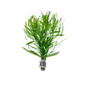 SubstrateSource Live Aquarium Stem Plants - Pogostemon Stellatus Octopus Live Aquarium Plant - Natural Aquatic Freshwater Fish Tank Plants (1) - color: Eusteralis Stellata, size: Lead Bunch - 1 Pack