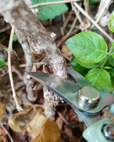 Fondwell 6" Gardening Shears Hand Pruners: Lightweight Garden Trimmers with Bypass Blades - Reliable Bonsai Cutters for Small Plants - style: 6" Curved