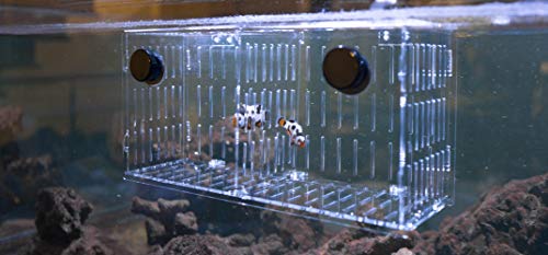 Magnetic Acclimation Box fish Breeder Nursery isolation Tank - size: 12"x6"x6"