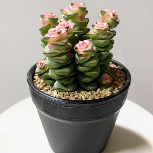 YISZM Succulent and Cactus Maifanitum Stones Garden Accessorie Rocks Pumice for Indoor Plants, Bonsai, Fairy Gardening, Vases Fillers, Terrarium, 2lb - color: Maifanitum Stones, size: 2 Pounds