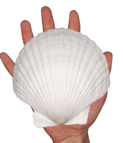 6PCS Natural Seashells 4.5"-5" White DIY Scallop Shells for Home Decor - Sea Shells for Painting, Baking, Beach Party, Fish Tank, Ocean Crafts, Beach Wedding Decor - color: 6pcs