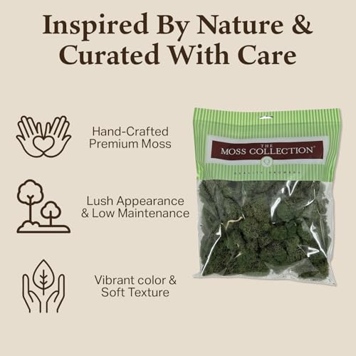 Quality Growers - Preserved Reindeer Moss - Moss for Crafts, Home Decor, Art, Design & DIY Projects - Non-Toxic - USA Made (Basil, Small, 2-Pack) - color: Basil, size: Small (2-Pack)